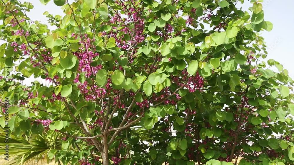 Last pink flowers on Judas tree (Cercis siliquastrum)