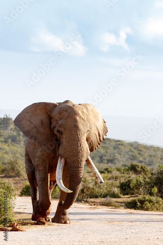 Elephant walking on the dirt road