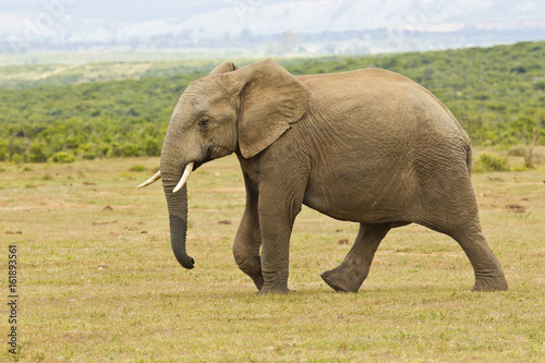 Young African elephant walking on its own