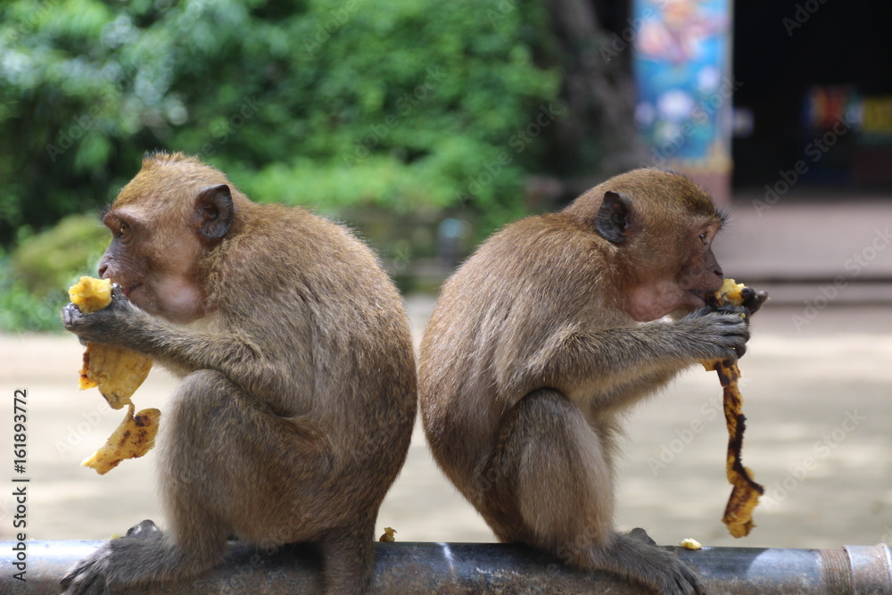 2 thailändische Affen