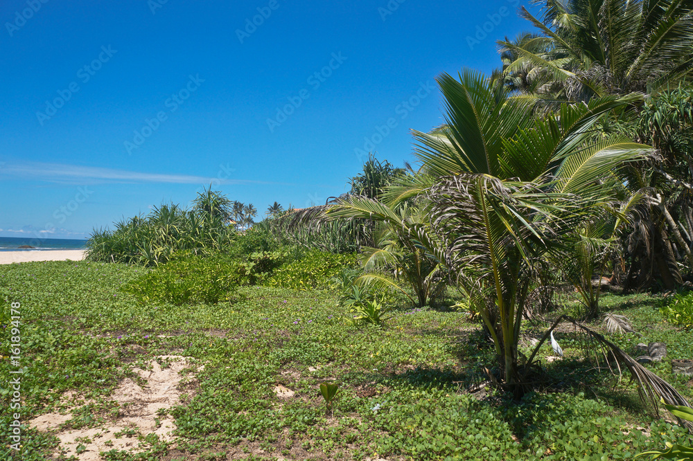 Green beautiful palm trees against the sky. Tropical landscape in the jungle. A beautiful sight of Sri Lanka. Stock photos Green beautiful palm trees against the sky. Tropical landscape in the jungle. A beautiful sight of Sri Lanka. Stock photos