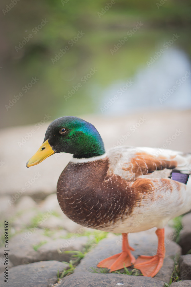 Duck in a row Duck in a row