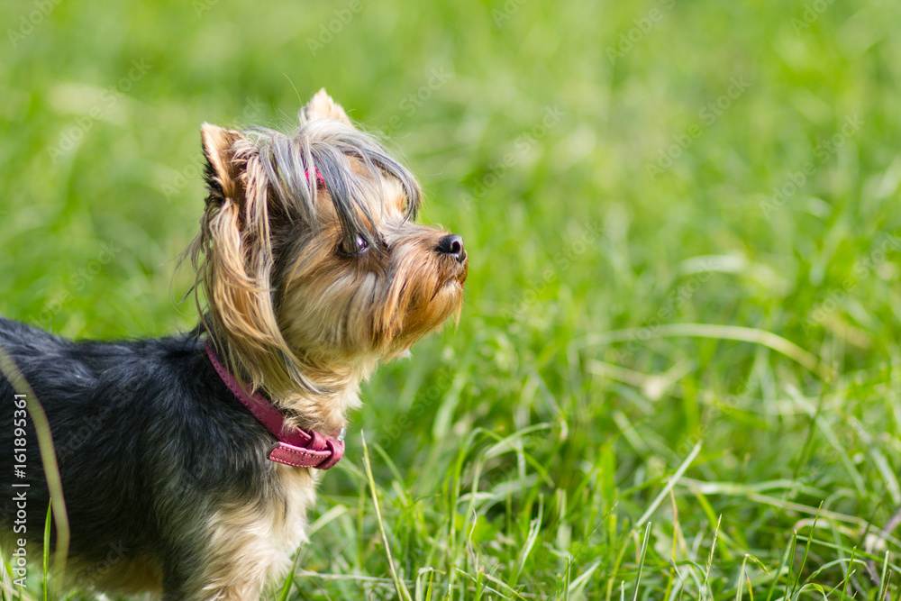 Сlose up portrait of pretty sweetl little dog Yorkshire terrier Сlose up portrait of pretty sweetl little dog Yorkshire terrier