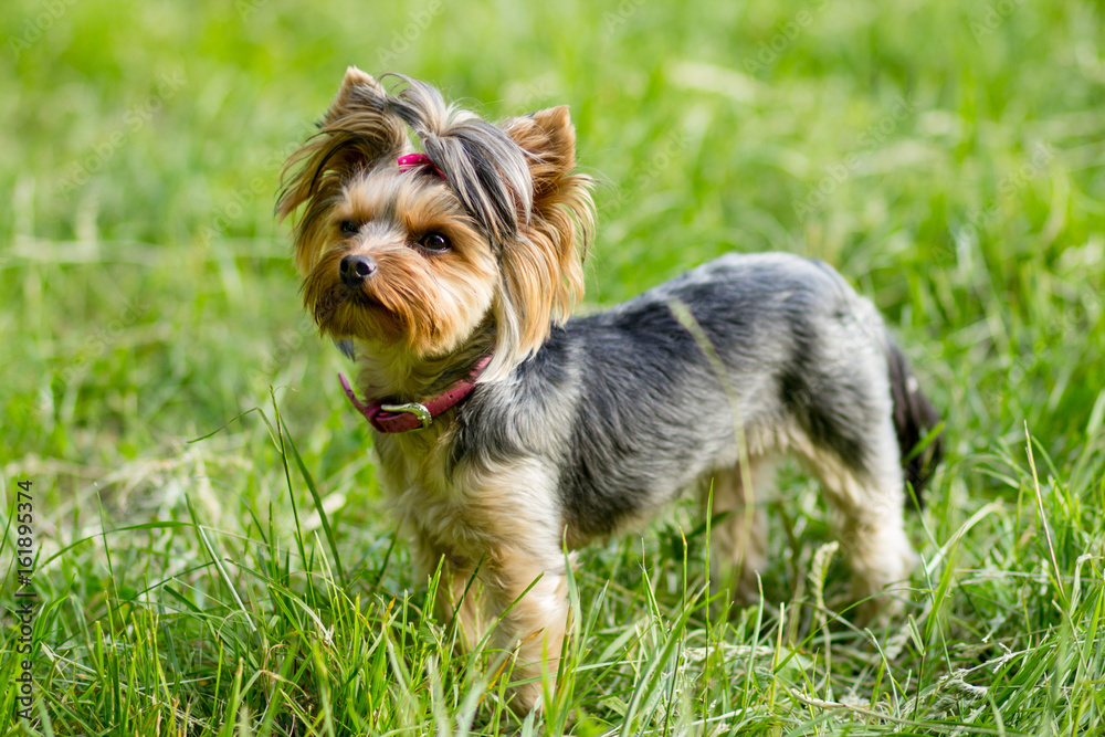 Close up portrait of pretty sweetl little dog Yorkshire terrier Close up portrait of pretty sweetl little dog Yorkshire terrier