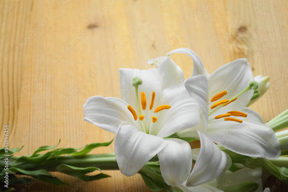 White Madonna lily flower,  Lilium candidum