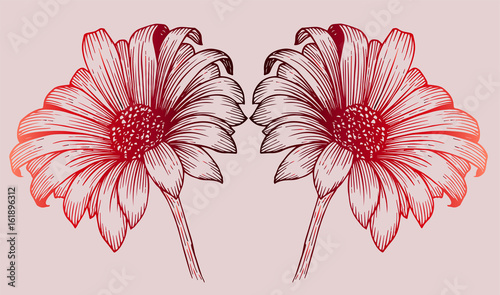 Set of two chrysanthemum flowers