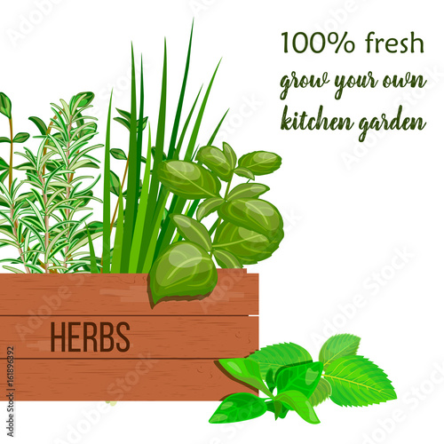 Wooden crate of farm fresh cooking herbs in wooden box. Greenery basil, rosemary, chives, thyme, oregano with text. Horticulture.