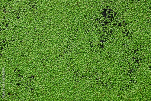 зелёный растительный фон из ряски на озере