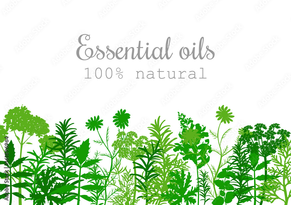 Obraz Popular essential oil plants label set in green.