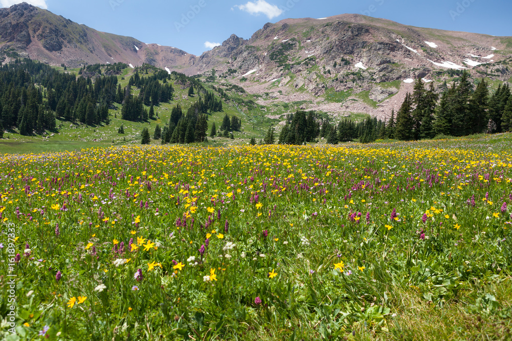 Fototapeta premium Flowers In The Mountains