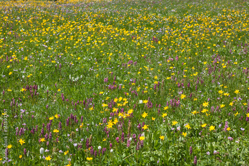 Wild Flower Field