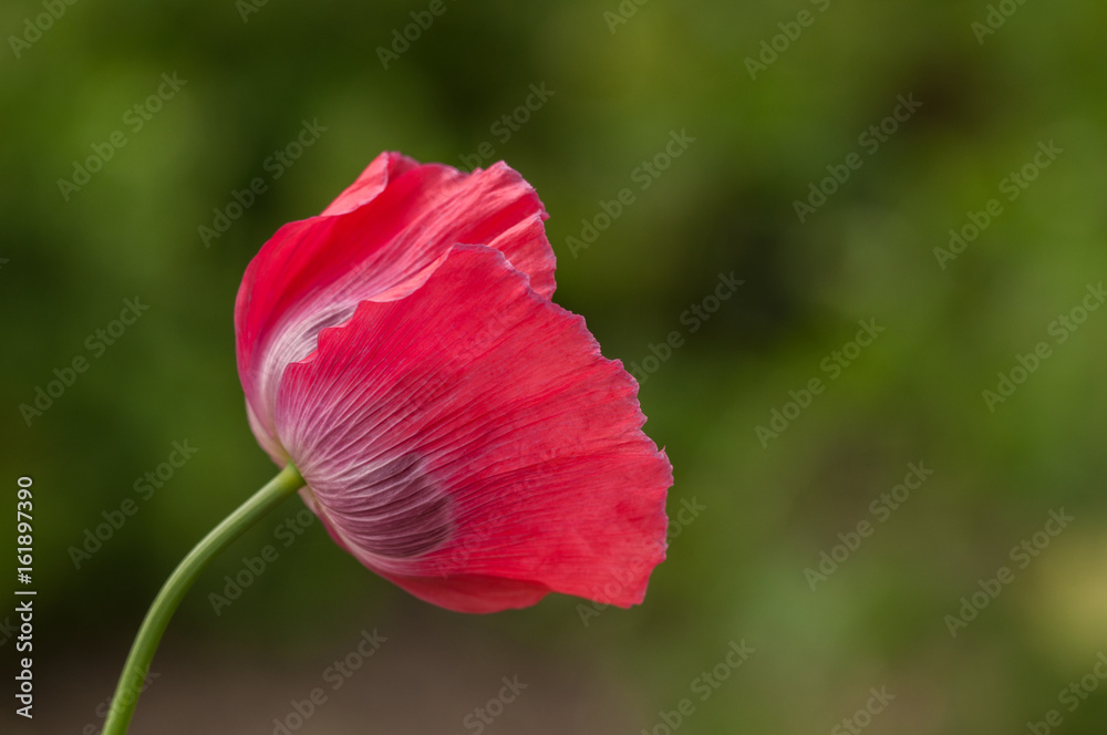 Red poppy flower on green background Red poppy flower on green background