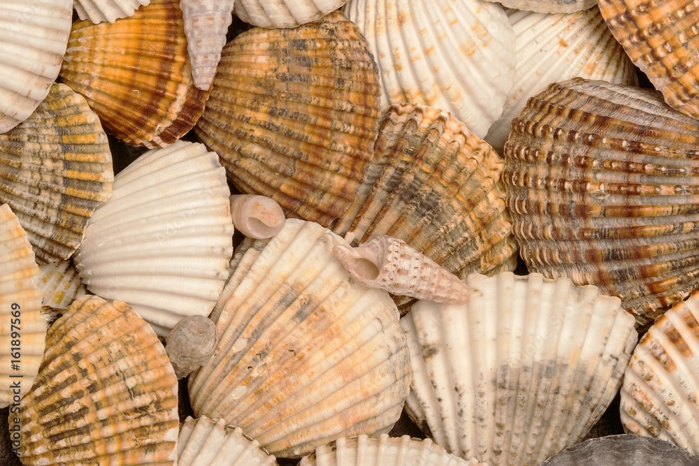 Some Seashells