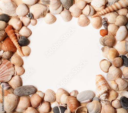 Sea Shell background with space for text