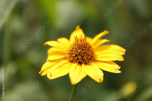 Summer flowers from the garden