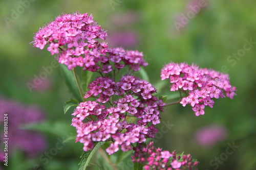 Summer flowers from the garden