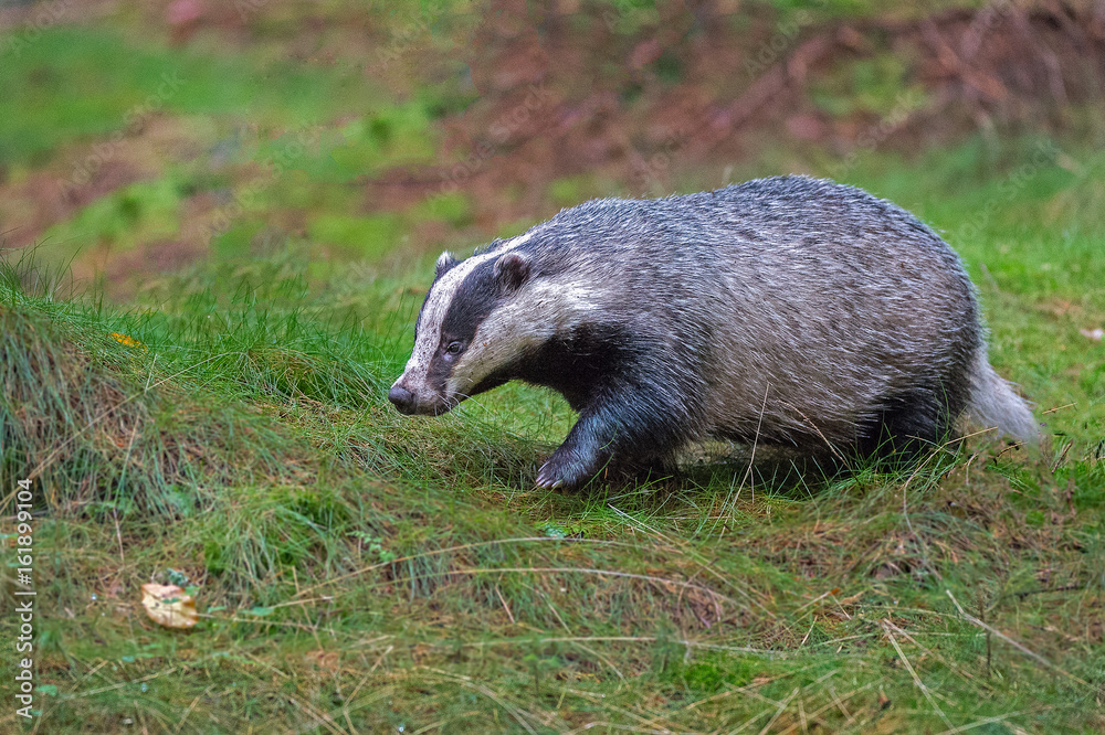 Naklejka premium Badger in forest creek. European badger (Meles meles)