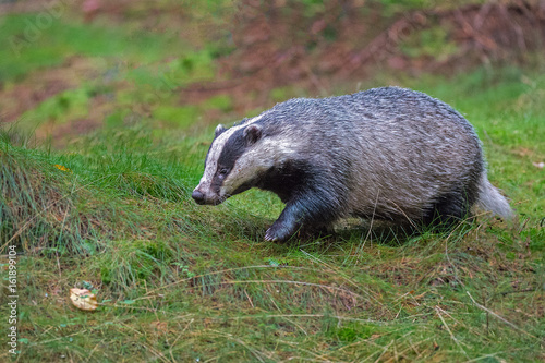 Badger in forest creek. European badger (Meles meles)