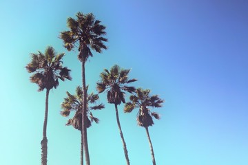 Wandcirkels Palmboom Hoge palmbomen retrostijl blauwe lucht  © Jenifoto
