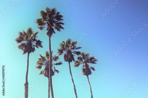 Retro styled upward view of a group of tall palm trees against blue sky