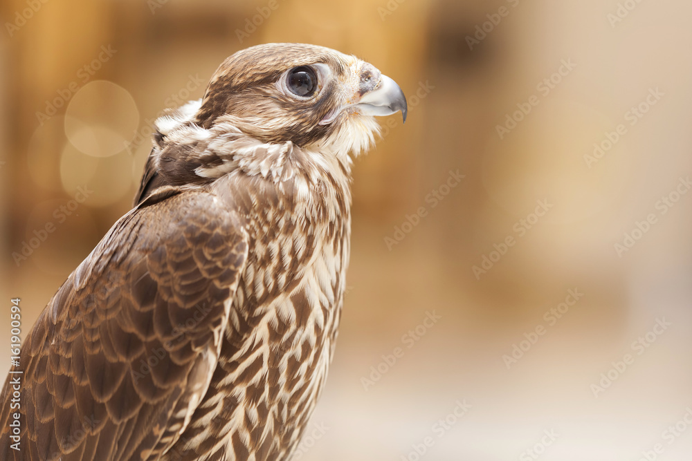 Fototapeta premium Closeup portrait of a falcon