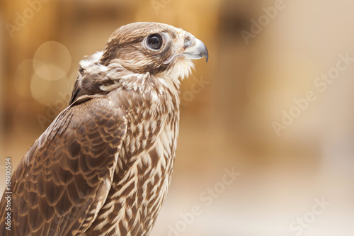 Closeup portrait of a falcon