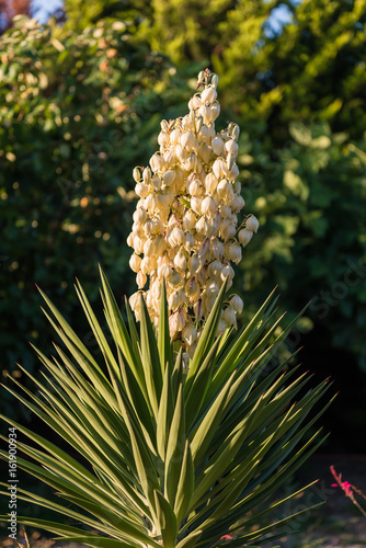 Blooming Yucca gloriosa palm tree photo