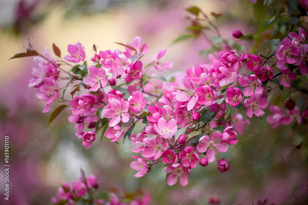 Purple blossom crabapple 