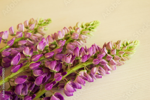 Purple flowers of lythrum on the white wooden background.