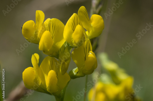 Bird's-foot trefoil (ornithopus perpusillus) flowers photo