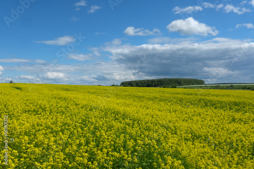 Yellow field of blooming canola