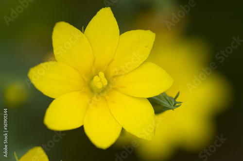 Yellow-wort (Blackstonia perfoliata) flowers photo