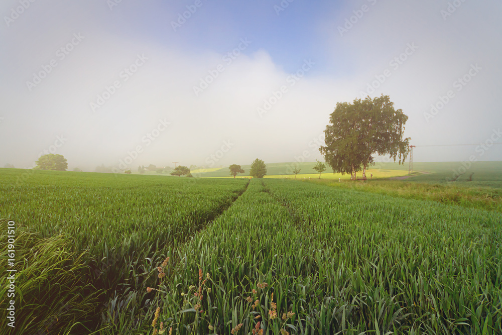 Naklejka premium Morgennebel über Feld