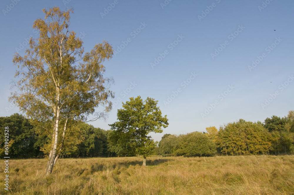 Silver birch (betula pendula) and English oak tree (quercus rober) on heathland Silver birch (betula pendula) and English oak tree (quercus rober) on heathland