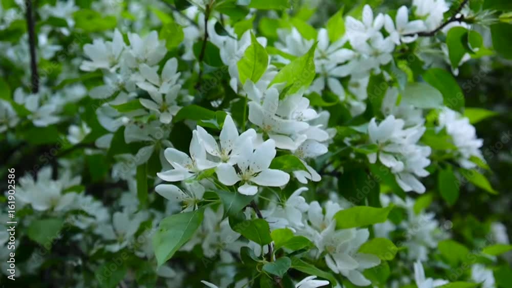 Blossoming of white apple chinese tree. Great nature spring scene with blooming branches. Video HD footage 1920x1080 shooting of static camera. Blossoming of white apple chinese tree. Great nature spring scene with blooming branches. Video HD footage 1920x1080 shooting of static camera.