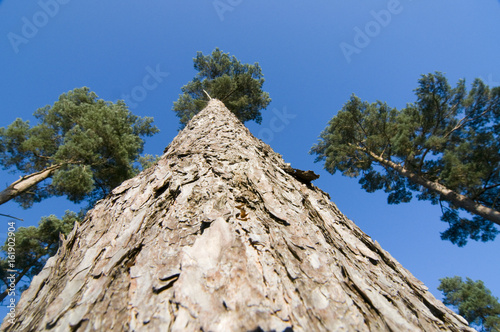 Looking up Scots Pine (pinus sylvestris) to the sky