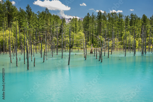 Blue pond (Aoiike), Biei, Hokkaido Prefecture, Japan