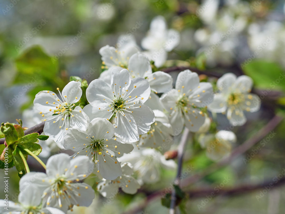 Fototapeta premium white Cherry flowers on the branch tree at the springtime in sunny day