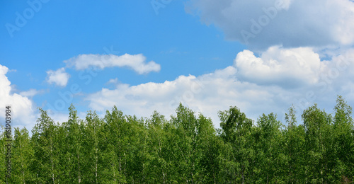Fototapeta Naklejka Na Ścianę i Meble -  Top of birch trees and sky with clouds