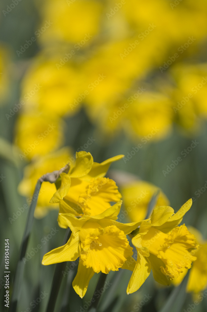 Spring daffodils at Nowton Park in Bury St Edmunds Spring daffodils at Nowton Park in Bury St Edmunds