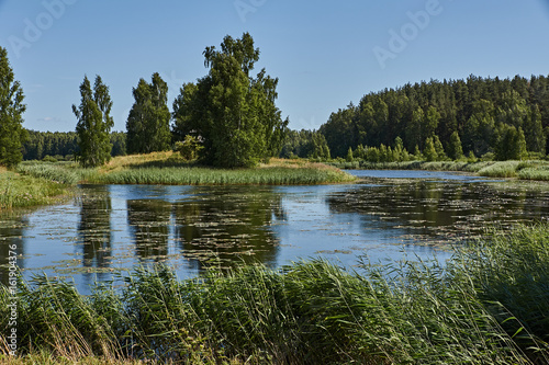 A lake surrounded by trees A small pond around which trees grow. The sky is clear  without clouds. Summer day  noon. Nature of Russia. Pskov region. Landscape.The water reflects the trees
