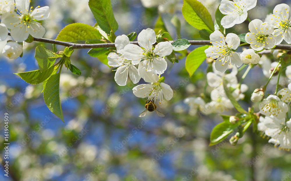 Honey Bee harvesting pollen from Cherry Blossom,bee collecting nectar from white cherry flower