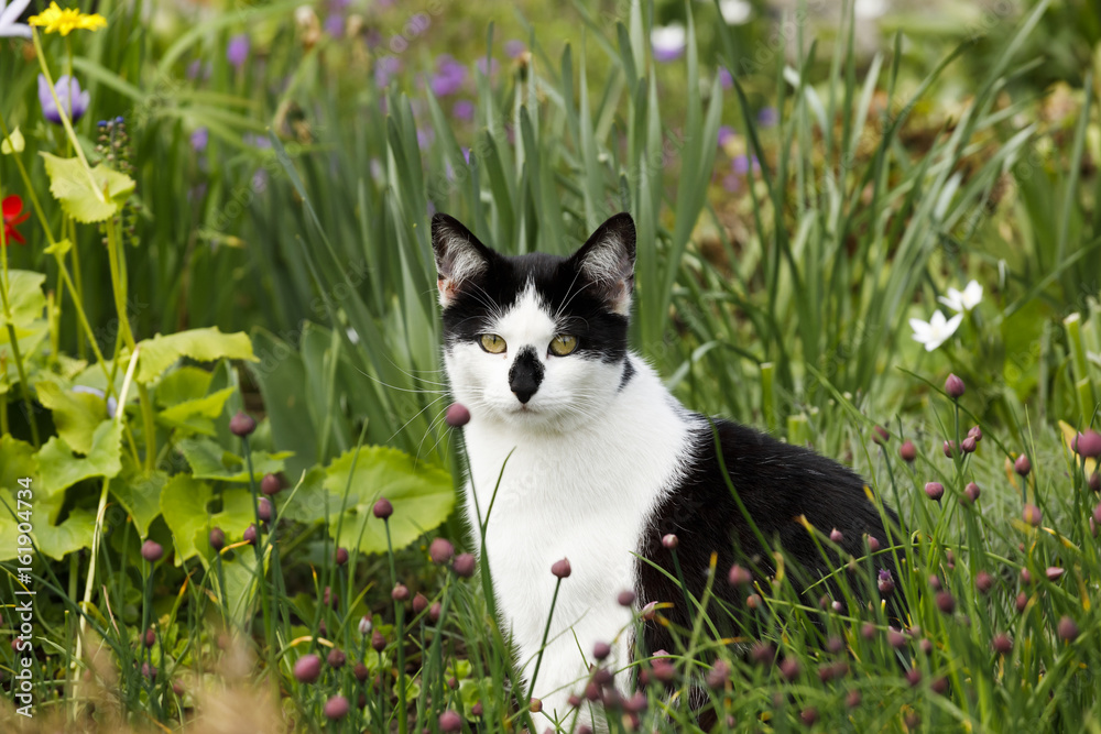 Katze zwischen Blumen Stock Photo | Adobe Stock