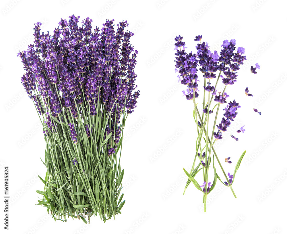 Obraz premium Kwiaty lawendy na białym tle