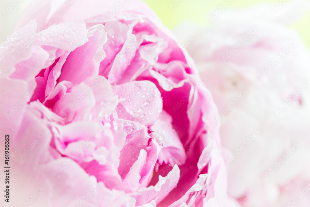 Fresh bunch of pink peonies Fresh bunch of pink peonies