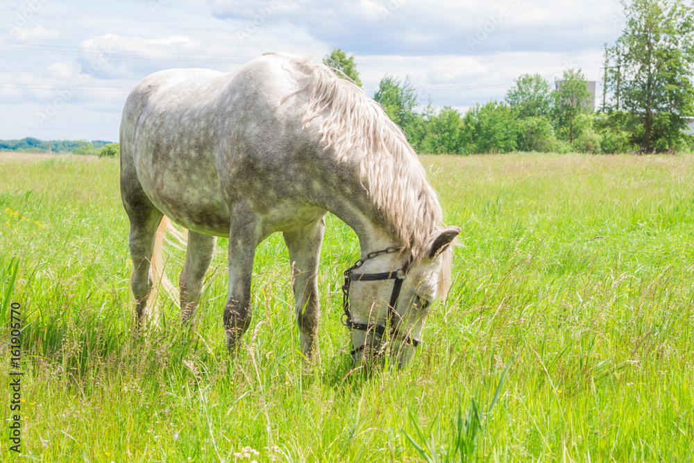 Obraz premium Белая лошадь