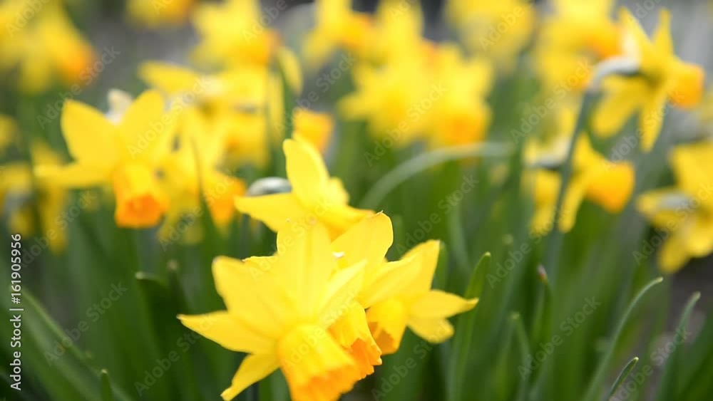 Flowering daffodils in the spring in the park. Beautiful yellow daffodils. Flowering daffodils in the spring in the park. Beautiful yellow daffodils.