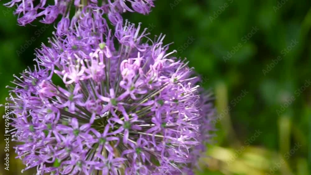 Allium purple flowers close up in the garden shooting of static camera. Allium purple flowers close up in the garden shooting of static camera.
