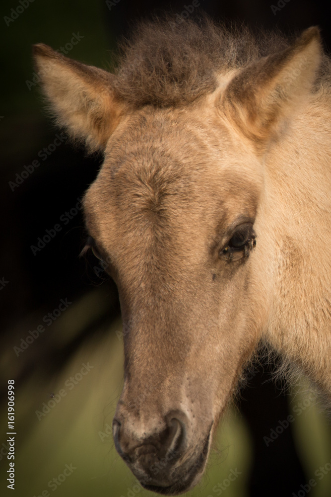 Fototapeta premium Fliegen am Fohlenauge