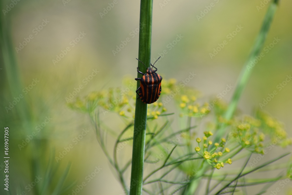 Graphosoma Lineatum, Italian striped bug Graphosoma Lineatum, Italian striped bug